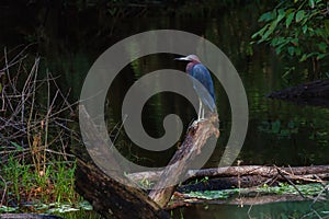 Little blue heron perched on wood surrounded by water in the John B Sargeant Sr Park, Florida