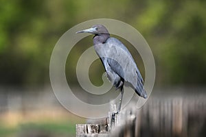 Little Blue Heron at Phinizy Swamp Nature Park, Augusta, Georgia photo