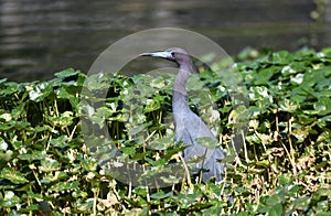 Little Blue Heron at Phinizy Swamp Nature Park, Augusta, Georgia photo