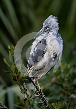 Little Blue Heron Portrait