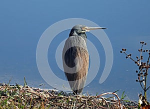 A little Blue Heron in Profile in Florida