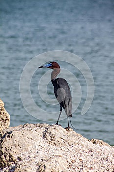 Little Blue Heron on the Rocks