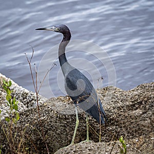 Little Blue Heron on the Rocky Bank of the River