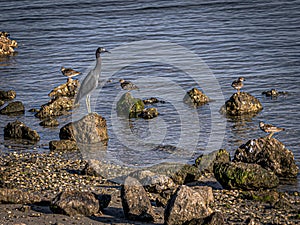 Little Blue Heron and Sandpipers on the Rocks