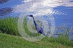 A Little Blue Heron on the Shore of a Marsh
