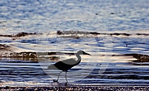 Little blue heron silhouette