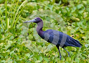 Little Blue Heron in the Swamp