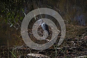 Little Blue Heron in the Swamp at Evening Twilight