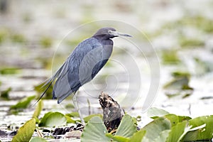 Little Blue Heron on swamp spatterdock lily pads