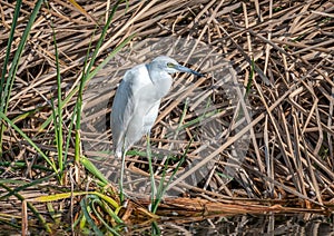Little Blue Heron in a Texas Wetland