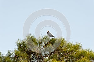 Little Blue Heron at top of pine