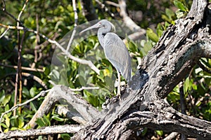 Little Blue Heron on a tree in Florida