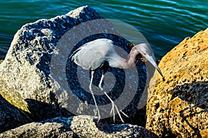 Little Blue Heron Venice Florida photo