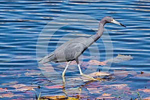 Little blue heron wades through water