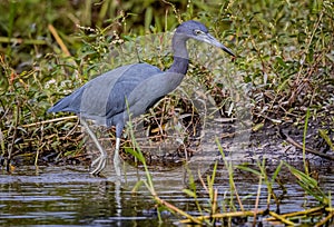 Little blue heron wades through the water at Myakka River photo