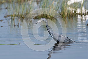 Little Blue Heron wading in a lake as it searches for food