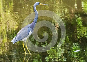 Little Blue Heron wading in wetlands, Wildlife Photography, Water Reflections, Tropical Shore Bird Background