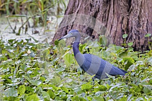 Little Blue Heron In Wetlands Environment