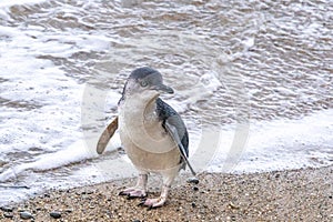 Little Blue Penguin of Australasia