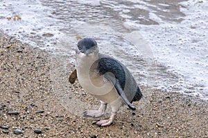 Little Blue Penguin of Australasia