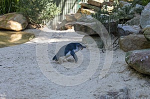 A Little Blue Penguin (Eudyptula minor) collecting nesting material