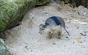 A Little Blue Penguin (Eudyptula minor) collecting nesting material