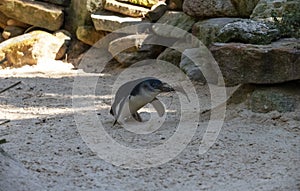 A Little Blue Penguin (Eudyptula minor) collecting nesting material