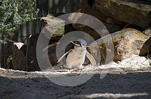 A Little Blue Penguin (Eudyptula minor) collecting nesting material