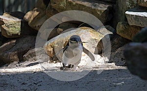 A Little Blue Penguin (Eudyptula minor) collecting nesting material