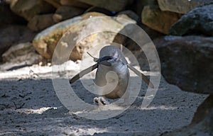 A Little Blue Penguin (Eudyptula minor) collecting nesting material