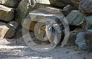 A Little Blue Penguin (Eudyptula minor) collecting nesting material