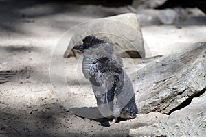 Little Blue Penguin (Eudyptula minor) in mid-stages of its moult