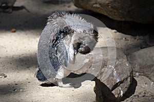 Little Blue Penguin (Eudyptula minor) in mid-stages of its moult