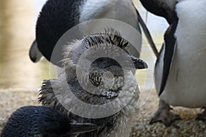 Little Blue Penguin (Eudyptula minor) in mid-stages of its moult