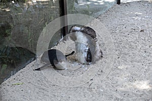 Little Blue Penguin (Eudyptula minor) in mid-stages of its moult