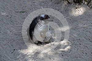 Little Blue Penguin (Eudyptula minor) in mid-stages of its moult