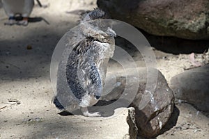 Little Blue Penguin (Eudyptula minor) in mid-stages of its moult