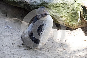 Little Blue Penguin (Eudyptula minor) in mid-stages of its moult