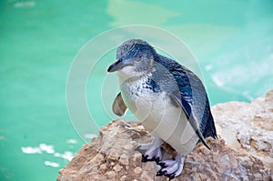 Little Blue Penguin: Penguin Island