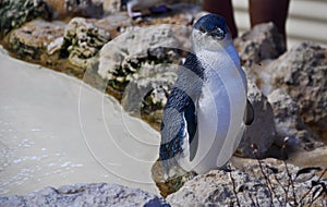 Little Blue Penguin: Penguin Island, Western Australia