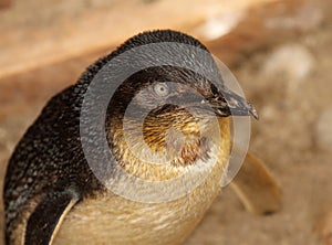 Little Blue Penguin Portrait