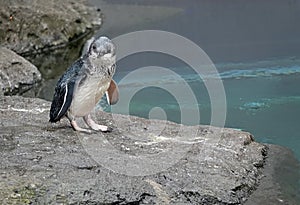 Little Blue penguin on water edge in New Zealand