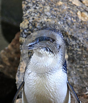 Little Blue Penguins, Eudyptula minor
