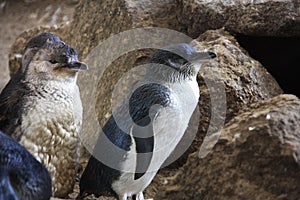 Little Blue Penguins, Eudyptula minor