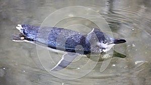 Little Blue Penguins, Eudyptula minor