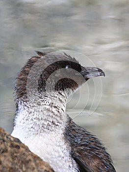 Little Blue Penguins, Eudyptula minor