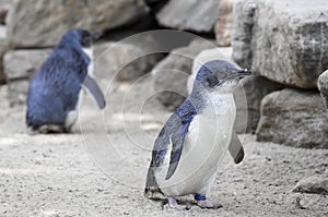 Little Blue Penguins, Eudyptula minor in captivity