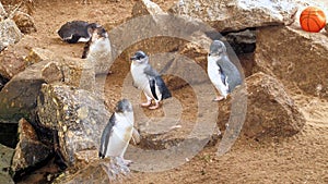 Little Blue Penguins, Eudyptula minor