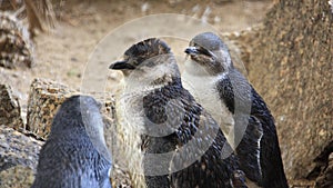 Little Blue Penguins, Eudyptula minor