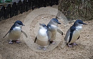 Little Blue Penguins ( Eudyptula minor) in Sydney